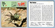 Wolf spider arachnids for sale  SLEAFORD