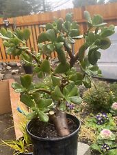 Requested large trunk for sale  Tujunga
