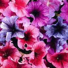 200 petunia giant for sale  CHIGWELL