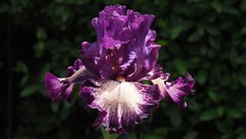 Iris schwertlilie blushing gebraucht kaufen  Giengen an der Brenz