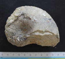 Nautile fossile pliensbachien d'occasion  Moyon