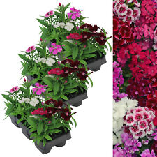 Dianthus carnation festival for sale  GLASGOW