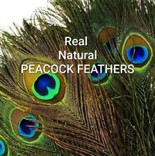 Natural real peacock for sale  WALLSEND