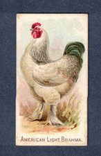 American light brahma d'occasion  Expédié en Belgium