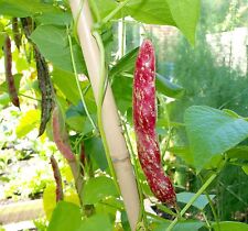 Climbing borlotto bean for sale  SALISBURY