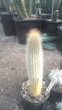 Update espostoa guertheri for sale  Monticello