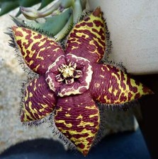 Orbea semota taglio usato  Napoli