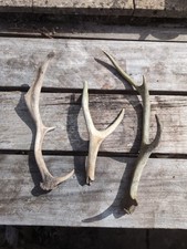 deer antler walking stick for sale deer antler walking stick for sale SAXMUNDHAM