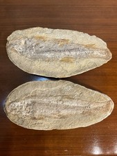 Poisson fossilisé positif d'occasion  Saint-Nazaire