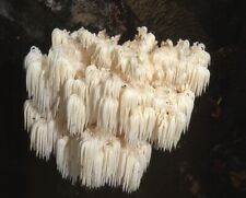 Bear head mushrooms for sale  ST. NEOTS