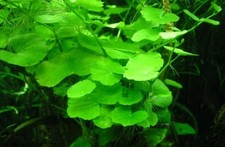 Hydrocotyle leucocephala plant d'occasion  Krautergersheim