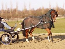 Ideal equestrian horse for sale  WISBECH