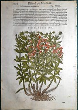 Stampa antica mattioli usato  Lecco