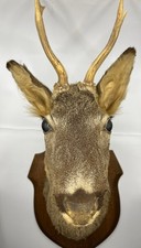 Taxidermie chevreuil brocard d'occasion  La Chartre-sur-le-Loir