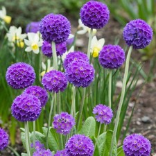 Primula denticulata blue for sale  BELLSHILL