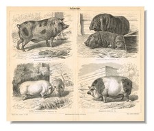 Pigs swine hogs for sale  Manville