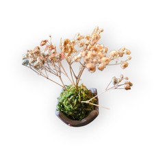 fiori secchi usato fiori secchi usato Arcore