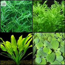 Live aquarium aquascape for sale  CREDITON