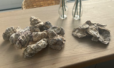 Naturally oysters shells for sale  BOREHAMWOOD