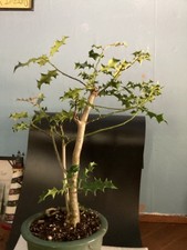 Year old american for sale  Newport