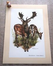 Damhirsch kunstdruck poster gebraucht kaufen  Bad Oldesloe