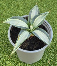 Agave americana mediopicta for sale  UK
