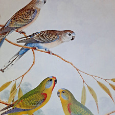 bourkes parakeet for sale bourkes parakeet for sale Mountain Rest