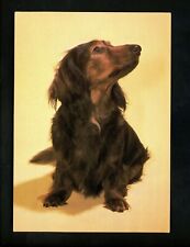 Dog puppy chrome for sale  Trenton