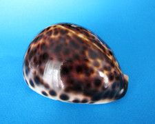 Cypraea tigris madagascar d'occasion  Nice-