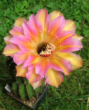 Kakteen kaktus echinopsis gebraucht kaufen  Fraureuth