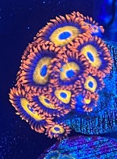Pack designer zoanthids for sale  Jasper
