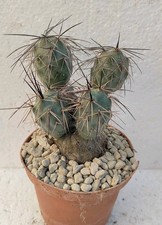 Tephrocactus alexanderi mk1496 usato  Lecce