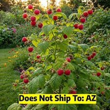 Red raspberry plant for sale  Fort Mill