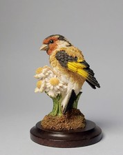 European goldfinch daisies for sale  BURTON-ON-TRENT