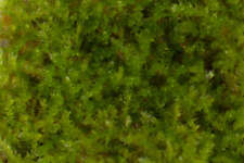 Weeping moss 10g for sale  MARKET RASEN