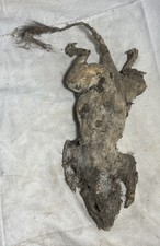 Mummy mummified squirrel for sale  Dalton