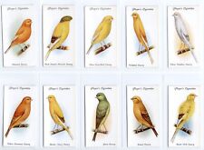 Aviary cage birds for sale  BRECON