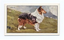 CARTÃO DE CIGARRO COLLIE GROSS GALLAHER 1936 DOGS A SERIES DOG #16 comprar usado  Enviando para Brazil