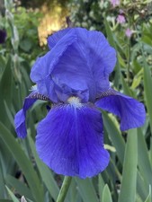 iris potted for sale  Hayward