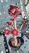 Aeonium arboreum atropurpureum for sale  Corona