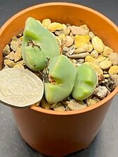 conophytum for sale  MOLD