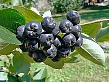 Semi bacca aronia usato  Spedire a Italy