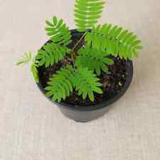 Mimosa pudica 3 gebraucht kaufen  Senftenberg