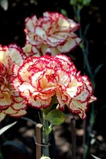 Carnation double striped for sale  SANDOWN