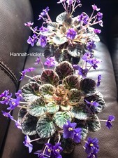 African violet plant for sale  Cedar Park