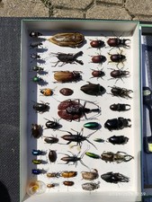 Cadre vitrine insecte d'occasion  Bourges