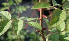 Filzrose wildrose rosa gebraucht kaufen  Basedow, Güizow, Lütau