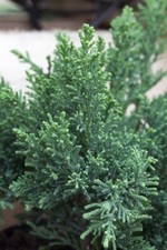 Chamaecyparis btusa drath gebraucht kaufen  Westerstede
