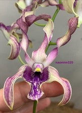Dendrobium haleahi streamers for sale  Bogalusa