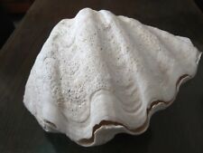 Tridacna oceano indiano usato  Bari